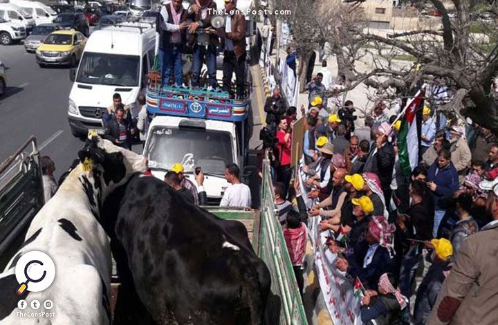 مزارعون أردنيون يتظاهرون بالأبقار أمام البرلمان