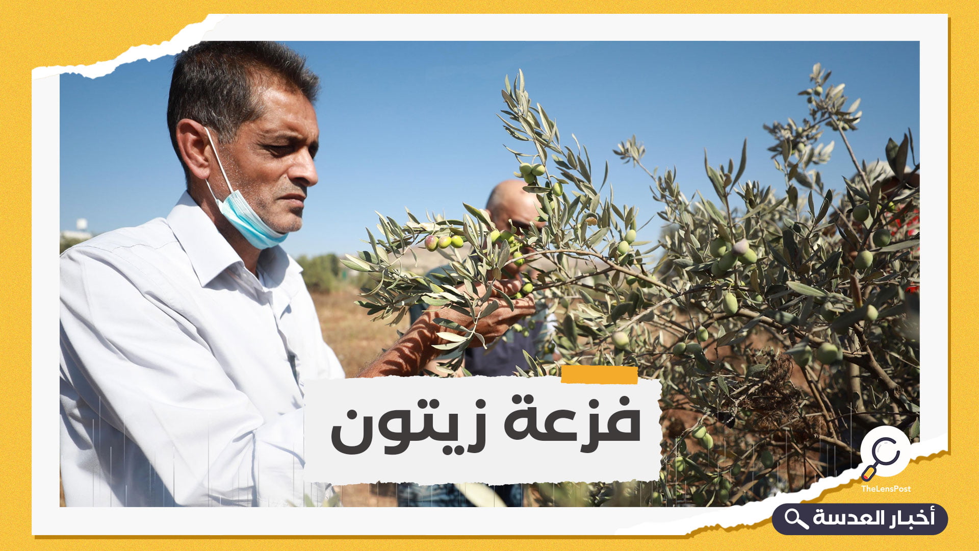 حملة فلسطينية لحماية موسم قطف الزيتون من الاعتداءات الإسرائيلية