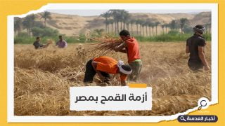 مصر تفرض على المزارعين بيع القمح للحكومة مقابل استمرار الدعم