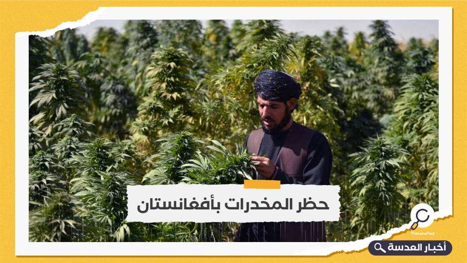 طالبان تصدر قرارًا بحظر زراعة القنب والإتجار في المخدرات