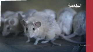 هآرتس: اجتياح غير مسبوق للفئران والجرذان في مستوطنات غلاف غزة
