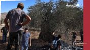 مستوطنون يحرقون أشجار الزيتون بالضفة الغربية والاحتلال يعتقل مدير الحرم الإبراهيمي