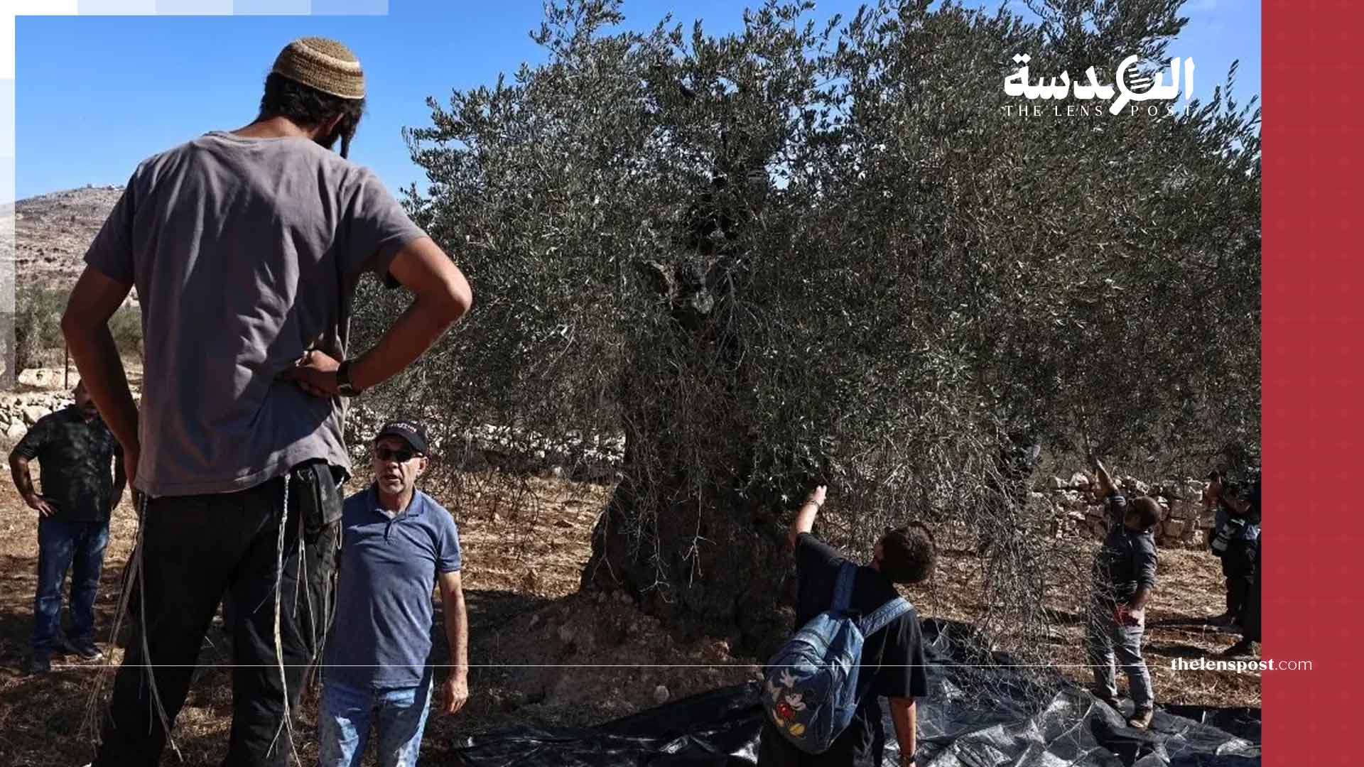 مستوطنون يحرقون أشجار الزيتون بالضفة الغربية والاحتلال يعتقل مدير الحرم الإبراهيمي